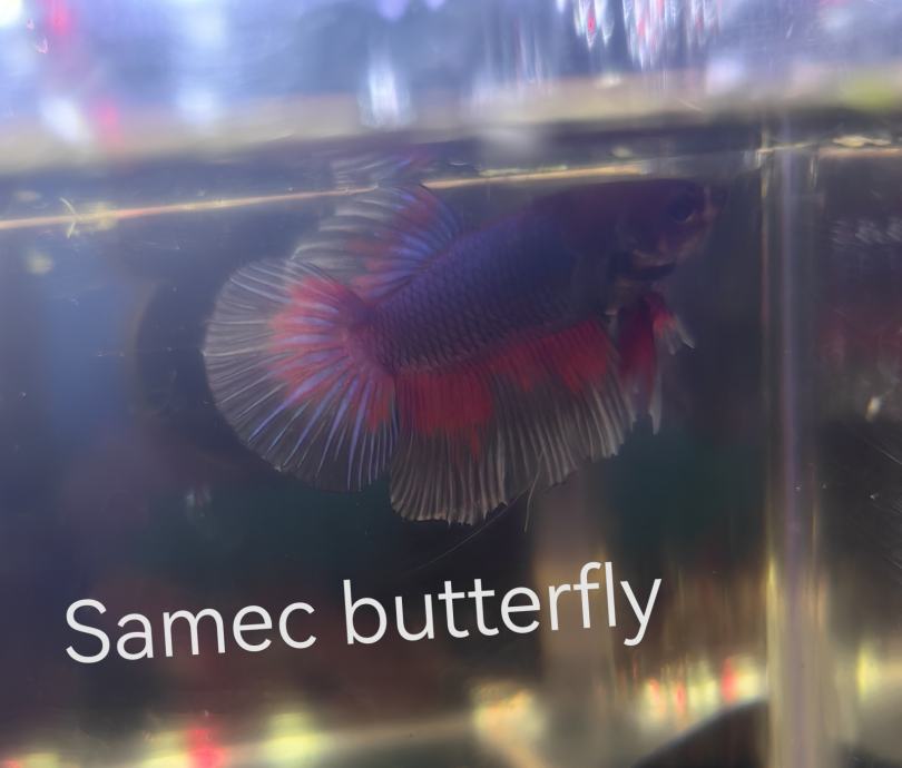 Betta, beta, siamska bojna ribica