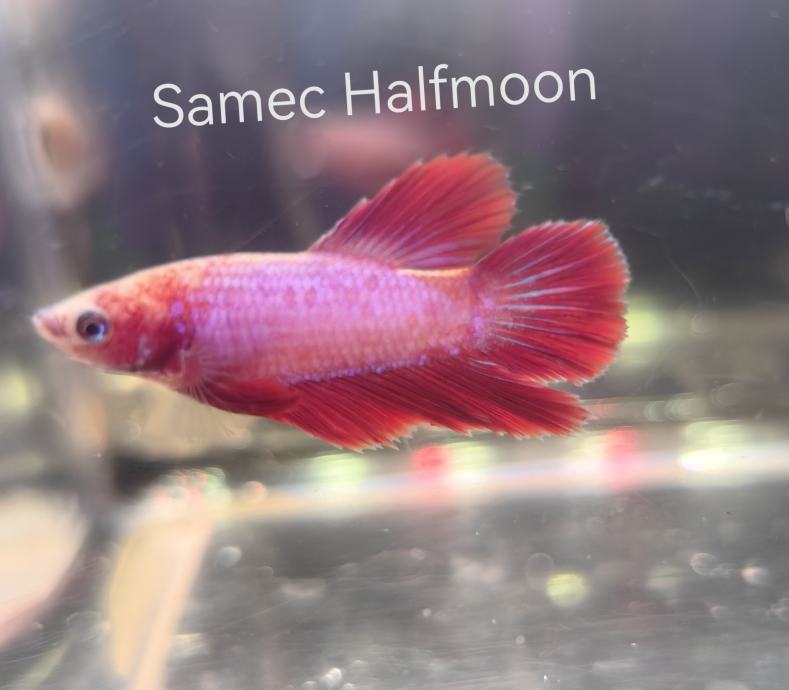 Betta, beta, siamska bojna ribica