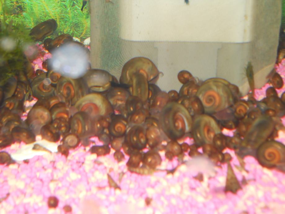 Akvarijski polži ROŽENI SVITEK