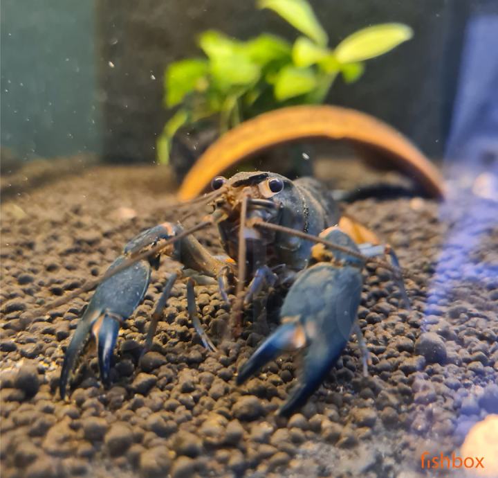 Cherax sp. Black Scorpion / Black Scorpion Lobster