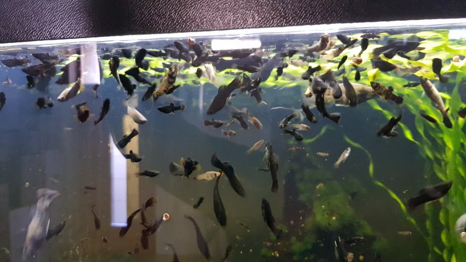 ČRNI MOLI - akvarijske ribice