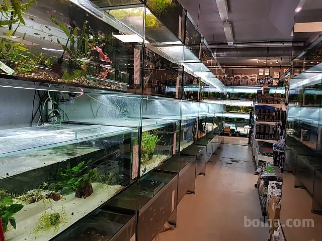 Največja izbira Akvarijskih rib in Opreme v Sloveniji