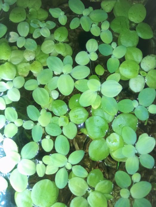 Plavajoča akvarijska rastlina - Limnobium laevigatum