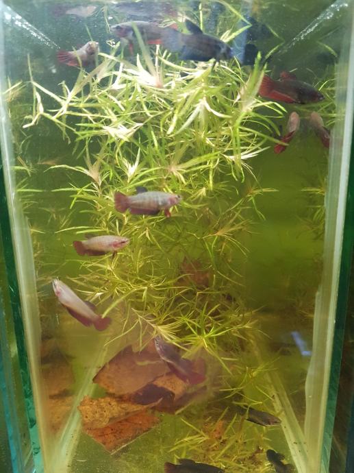 Siamska bojna ribica ( betta fish l