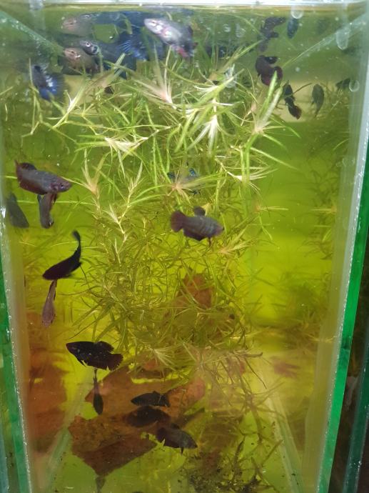 Siamska bojna ribica ( betta fish l