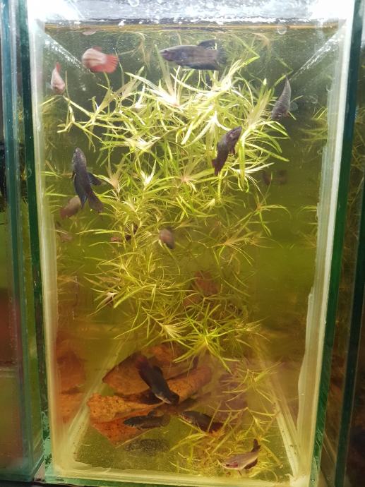 Siamska bojna ribica ( betta fish l