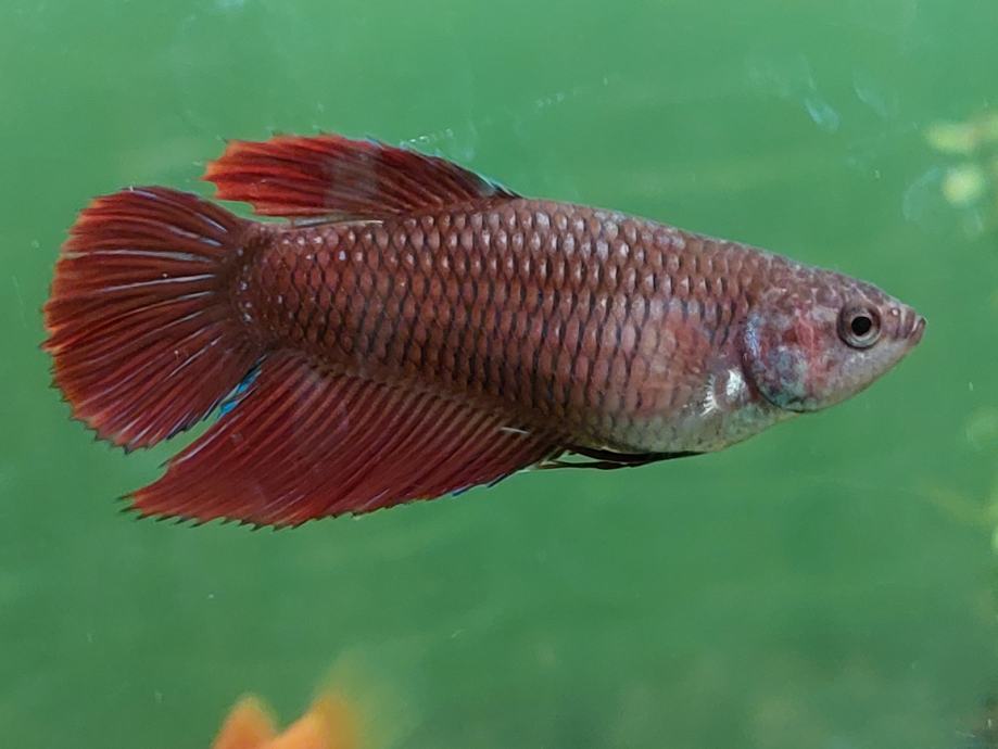 Siamske bojne ribice