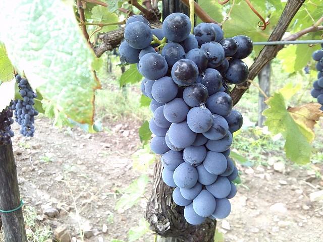 Rdeče vino iz BIO grozdja