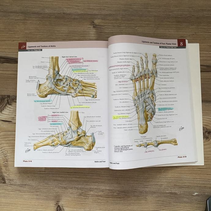 Anatomski atlas Frank Netter