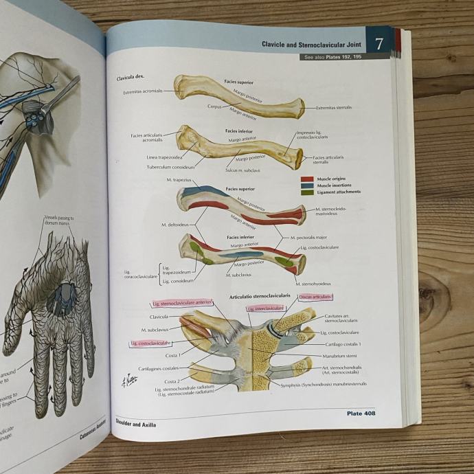 Anatomski atlas Frank Netter