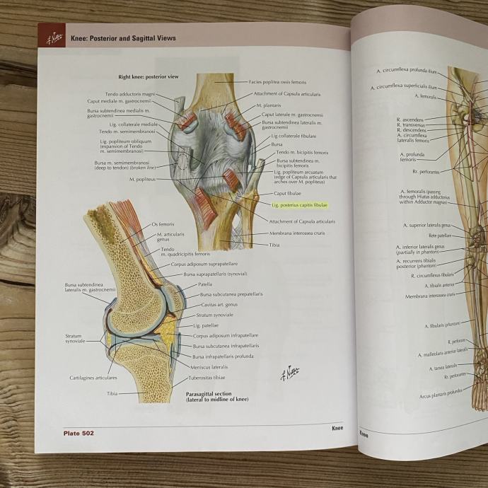 Anatomski atlas Frank Netter