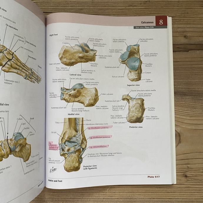 Anatomski atlas Frank Netter