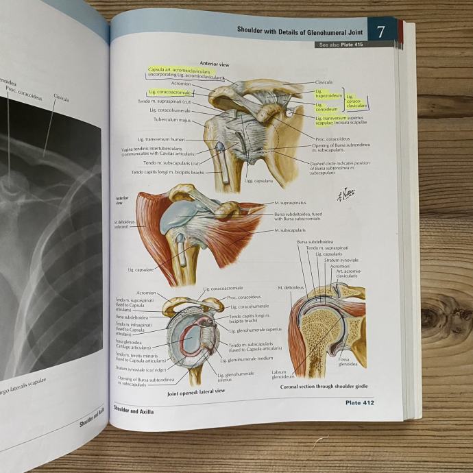 Anatomski atlas Frank Netter