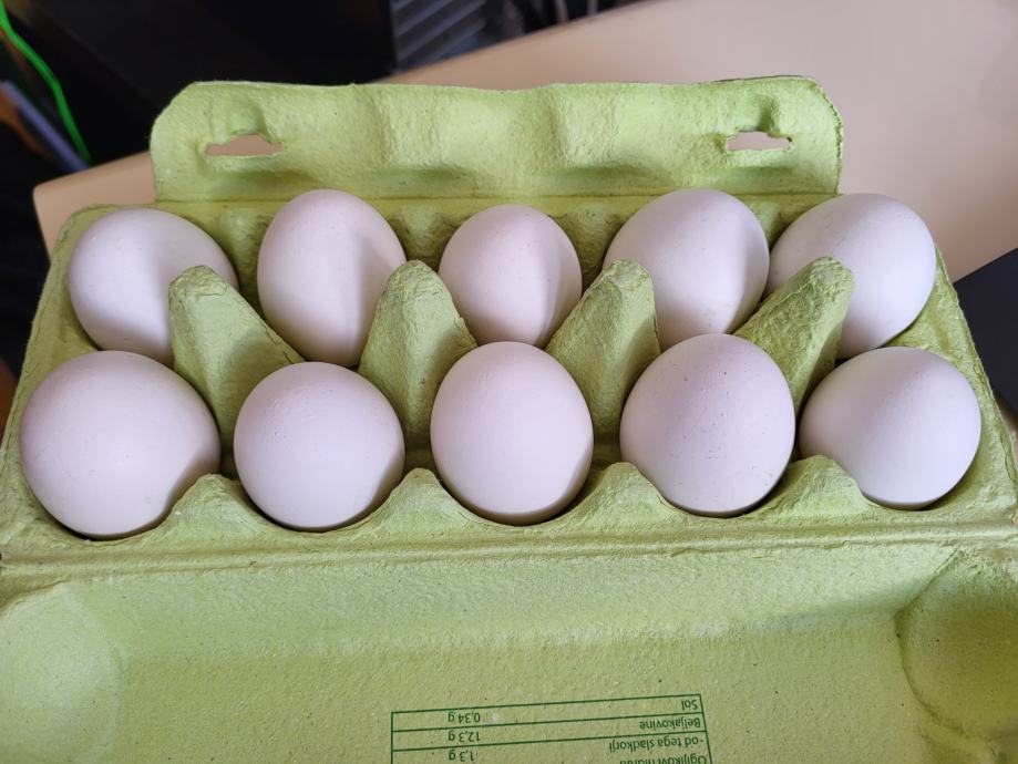 Kokošja jajca iz proste reje - bele barve, avtohtona slovenska pasma