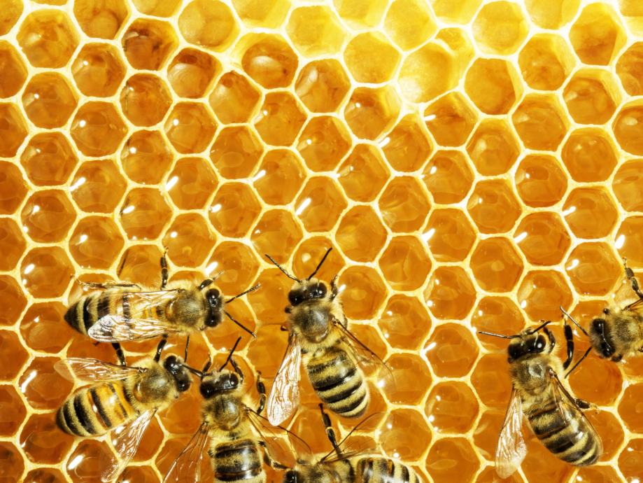 Čebele, čebelje družine na AŽ satih