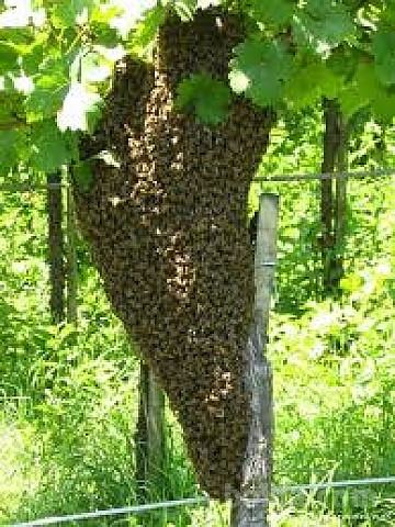 Čebele, čebelji roj, čebelarstvo
