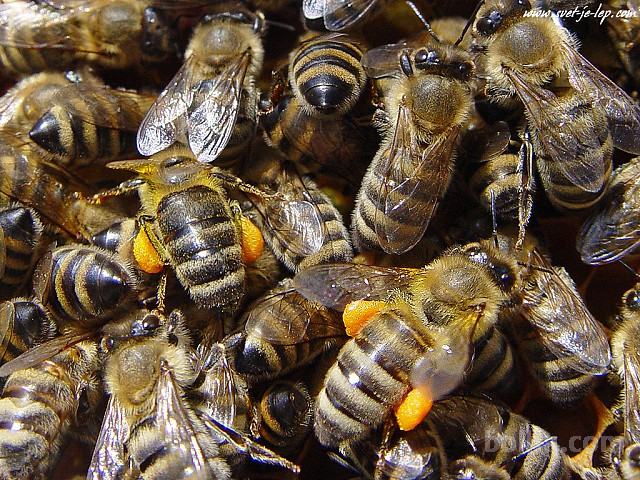 Čebelje družine - čebele