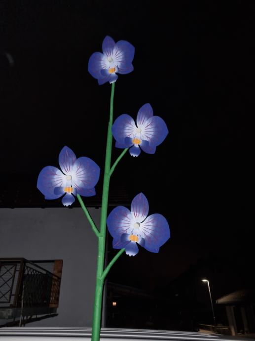 Mlaj Orhideja