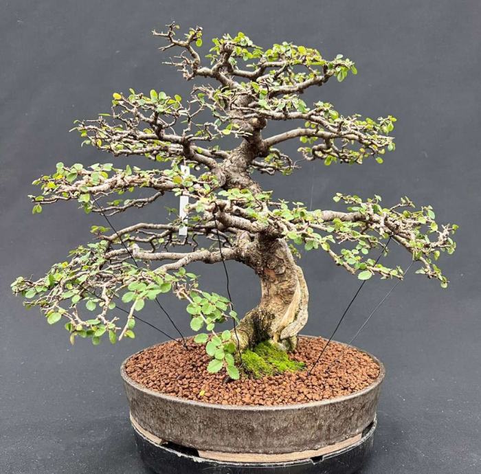 Bonsai Brest Ulmus parvifolia Hokkaido bonsaj