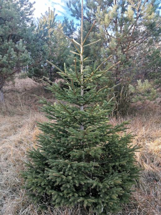 Božično drevo/jelka/srebrne smreke