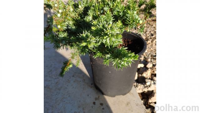BRIN sadika juniperus confort slga