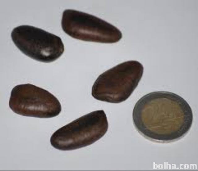 INDIJANSKA BANANA - semena