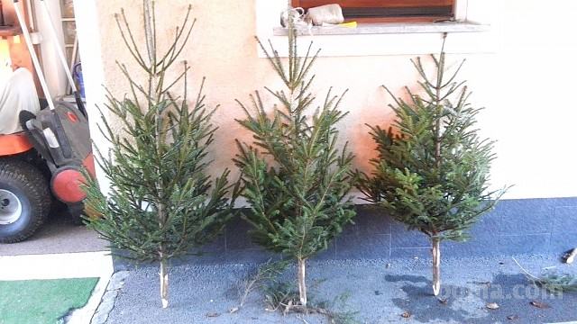 jelke in smreke,slovensko Božično drevo