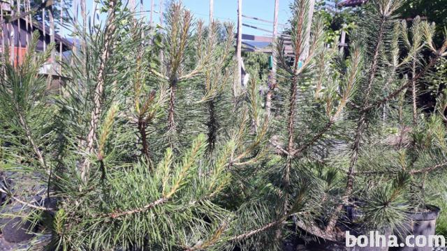 Rdeči bor - Pinus sylvestris