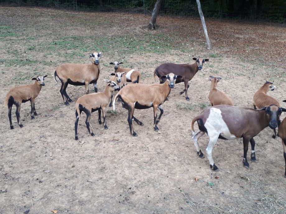 Kamerunska ovca, 8x