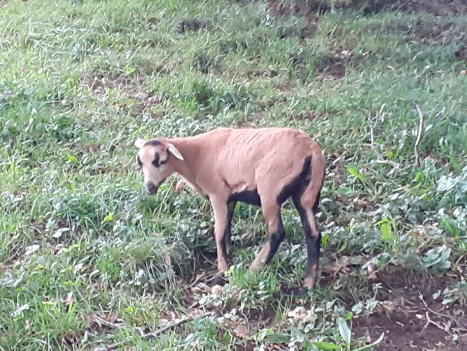 Kamerunska ovčka