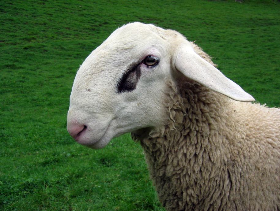 kupim ovce in ovne