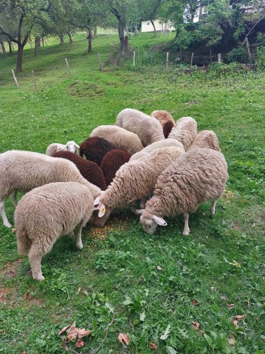 ovce - jagnje