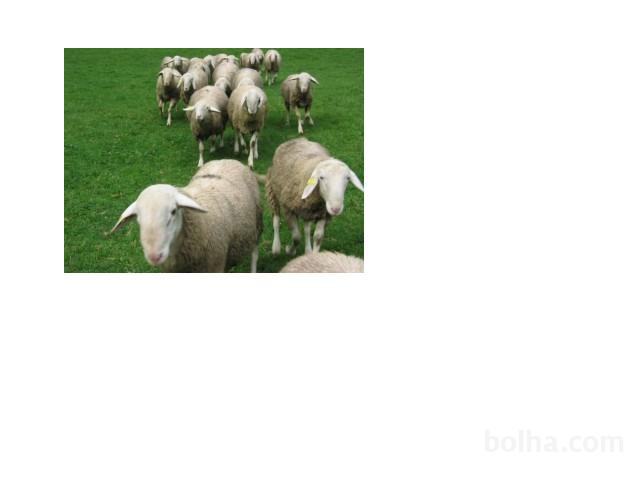 Ovce mladice,jagnje,ovca