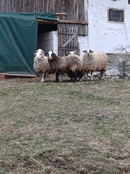ovce z mladiči