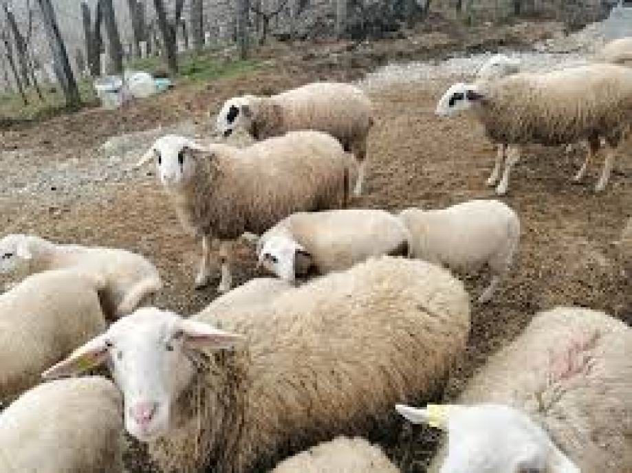 Prodam ovce