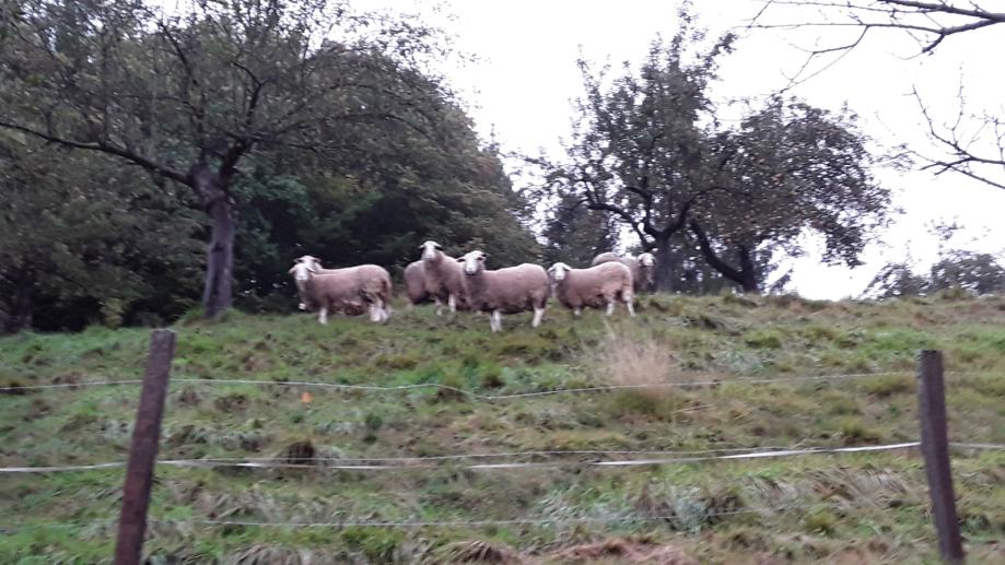 Solcavske ovce., ovce za rejo in paso.,