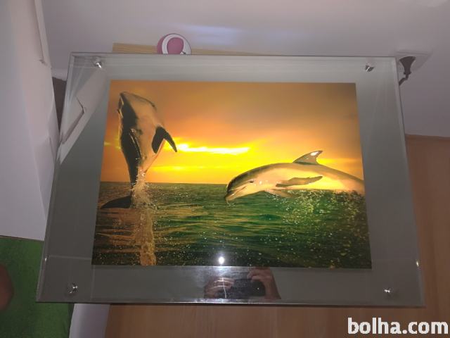 Slika delfina z svetlobnimi efekti