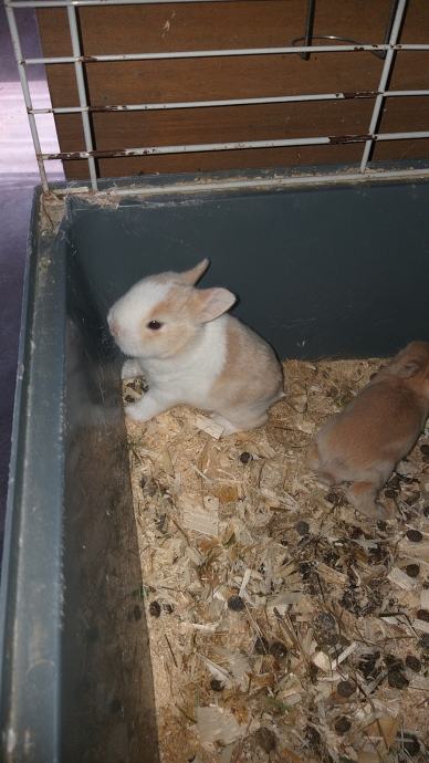 levjegrivi majhni toy zajci končna teža 0,80kg možna dostava do ljublj