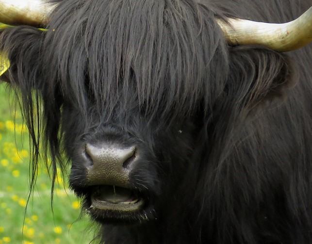 meso škotsko govedo