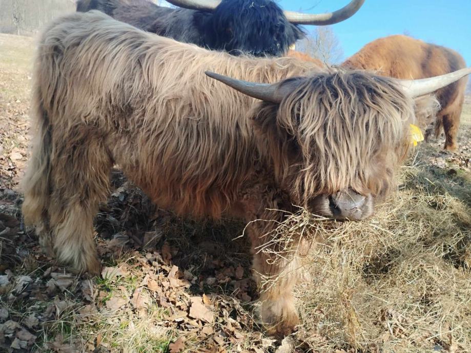 Škotsko govedo-biki