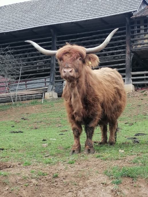 škotsko govedo( breji, bikec)