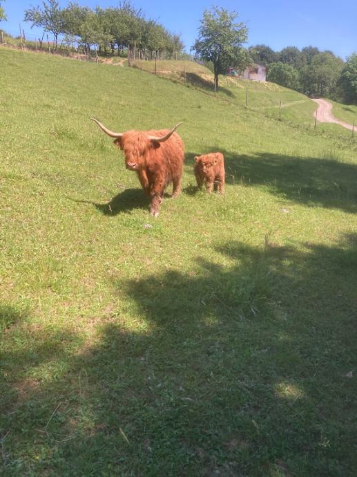 Škotsko govedo ,  Brejo kravo s teletom - telička , Eko kmet. , PRODAM