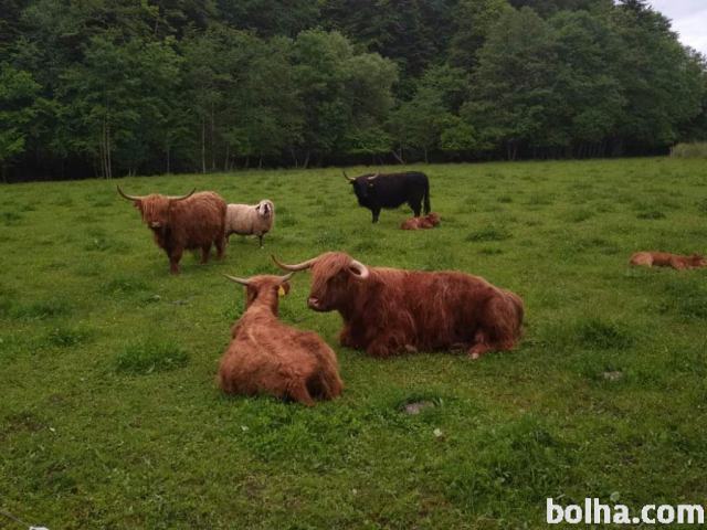 Škotsko govedo