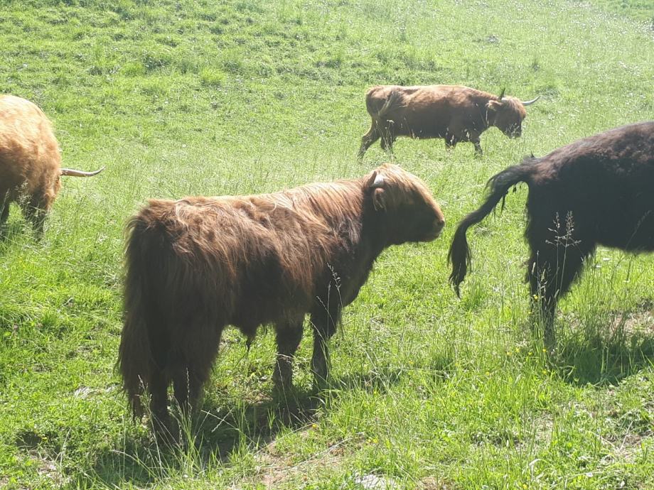 Škotsko višavsko govedo
