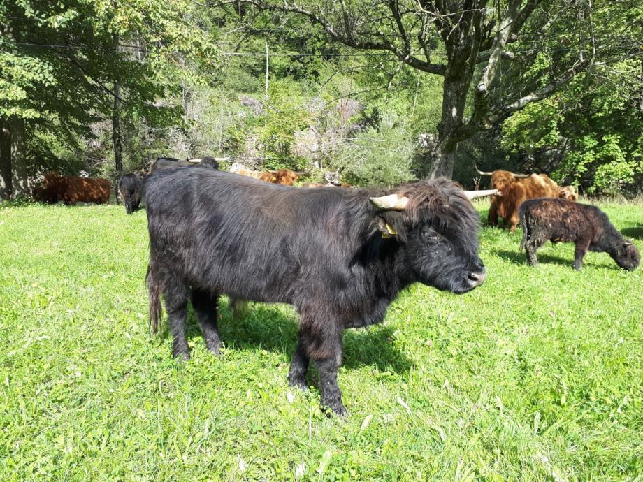 škotsko višavsko govedo