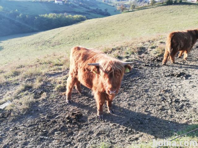 biki škotskega goveda ekološka reja