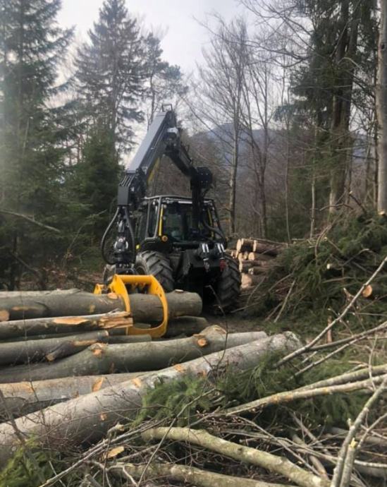 Posek, spravilo, odkup lesa, popravilo gozdnih cest