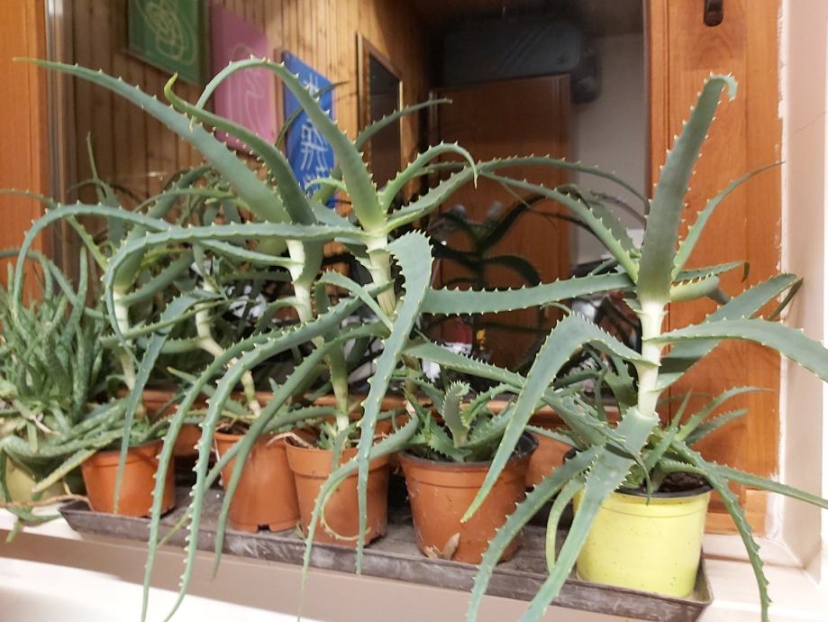 Aloe Vera Arborescens. 12eur