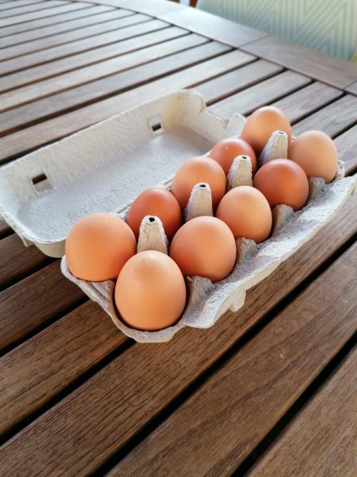 Domača jajca proste reje