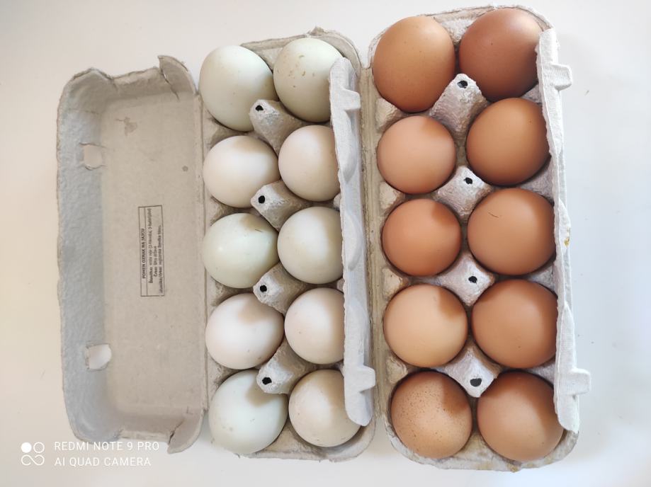 Domača kokošja in račja jajca proste reje